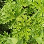 Pelargonium × asperum Hostoa