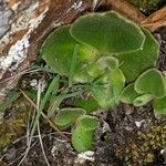 Primula hirsuta Hoja