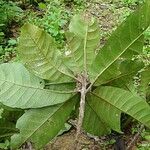 Planchonella roseoloba Habit