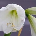 Hippeastrum reginae Blodyn