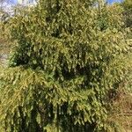 Cephalotaxus fortunei Habit