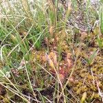 Drosera anglica Folio