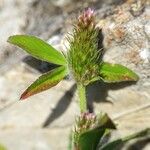 Trifolium striatum Flower