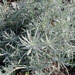 Helichrysum italicum Leaf