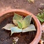 Agave havardiana 叶