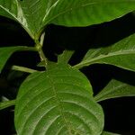 Hoffmannia nicotianifolia Leaf