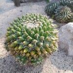 Mammillaria magnimamma Ліст