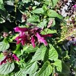 Salvia involucrata Flower