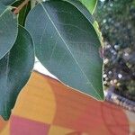 Ligustrum japonicum 葉