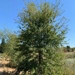 Quercus garryana Hábito