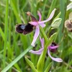 Ophrys bertolonii Квітка