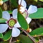 Leptospermum