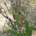 Verbena hastata Συνήθη χαρακτηριστικά