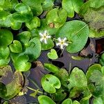 Nymphoides hydrophylla Flor