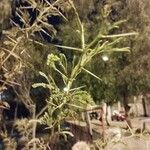 Vachellia karroo Leaf