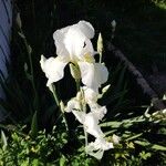 Iris albicans Blomst