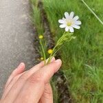 Stellaria palustrisFleur