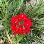 Verbena peruviana Flower