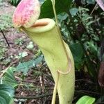 Nepenthes mirabilis Blatt