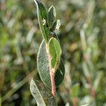 Salix repens Φύλλο