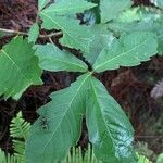 Quercus mongolica Blatt