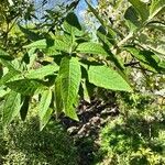 Buddleja globosa पत्ता