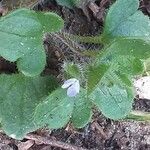 Veronica hederifolia Λουλούδι