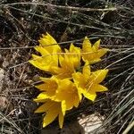 Sternbergia lutea Flower