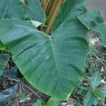 Colocasia esculentaBlad