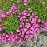 Saponaria pumila Flower