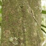 Duroia longiflora кора