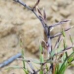 Cutandia dichotoma Fruit