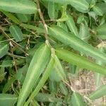 Alysicarpus ovalifolius Leaf