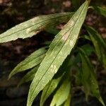 Solidago altissima Blad