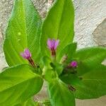 Cuphea racemosa Blodyn