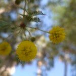 Vachellia xanthophloea Flor