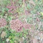 Seseli annuum Blüte