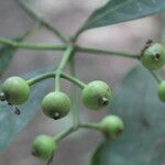 Faramea occidentalis Fruit