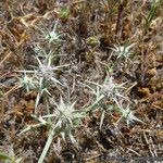 Eryngium aristulatum ᱛᱟᱦᱮᱸ