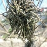 Tillandsia recurvata برگ