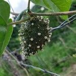 Matelea maritima Fruto
