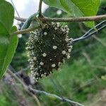 Matelea maritima Plod