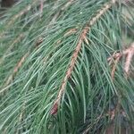 Picea smithiana Leaf