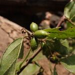 Cremaspora triflora Fruit