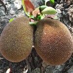 Artocarpus heterophyllus Frucht