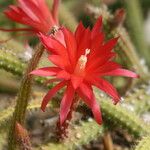 Disocactus martianus Flower