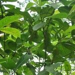 Ficus fistulosa Лист