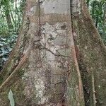 Julbernardia seretii Corteza