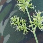 Silene borysthenica Flower