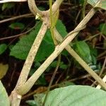 Clerodendrum infortunatum Bark